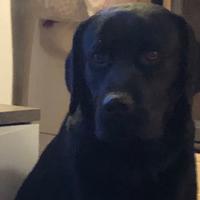 Stallone disponibile