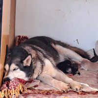 Cuccioli di Husky