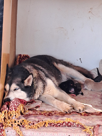 Cuccioli di Husky