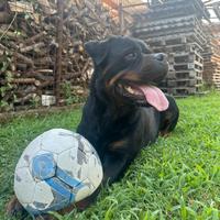 Rottweiler femmina