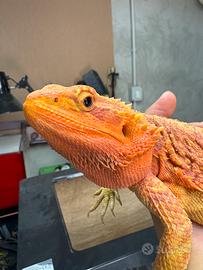 Pogona Vitticeps