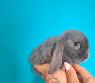 Cuccioli conigli ariete nano