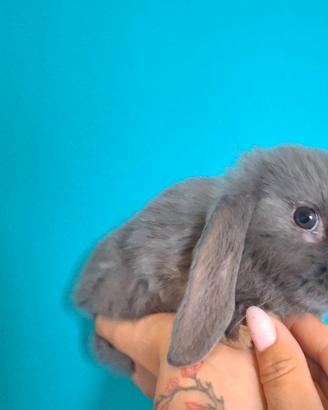 Cuccioli conigli ariete nano