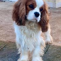 Cavalier King Charles Spaniel