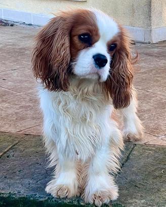Cavalier King Charles Spaniel