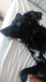 Cane di 1 anno