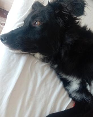 Cane di 1 anno