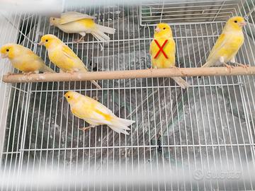 Canarini maschi pezzati gialli