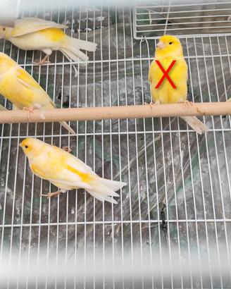 Canarini maschi pezzati gialli