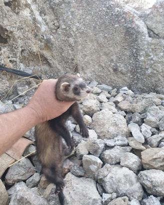 Furetto avviato