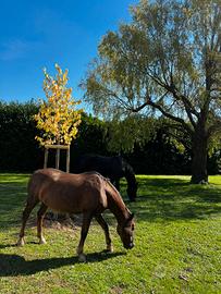 Stallatico cavallo