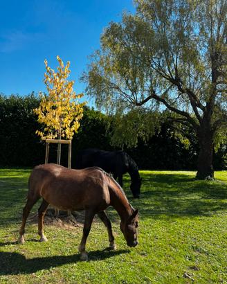 Stallatico cavallo