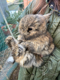 Coniglio nano