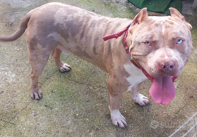 American bully xl