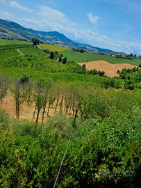 Terreno agricolo