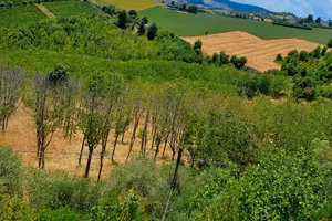 Terreno agricolo