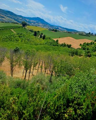 Terreno agricolo