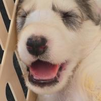Cuccioli di Levriero Russo Borzoi