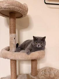 Gatto per Accoppiamento