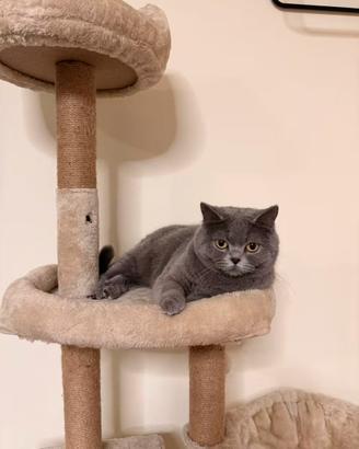 Gatto per Accoppiamento