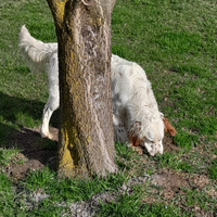 Setter inglese