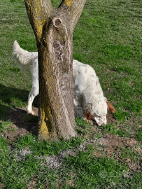 Setter inglese