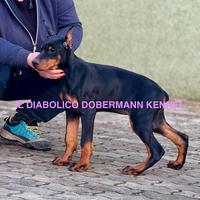 Dobermann femmine
