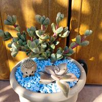 piccola composizione di piante grasse