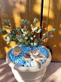 piccola composizione di piante grasse