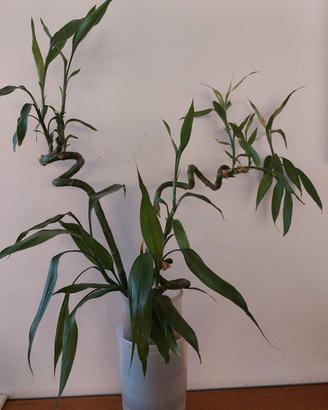 piante d'appartamento