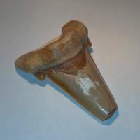 Dente di Squalo (Otodus)