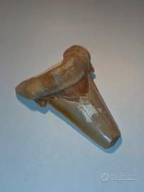 Dente di Squalo (Otodus)