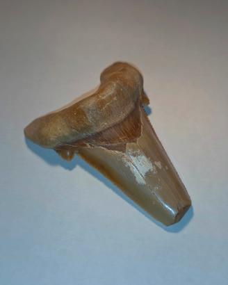 Dente di Squalo (Otodus)