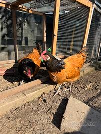 Galline razza Vorwerk