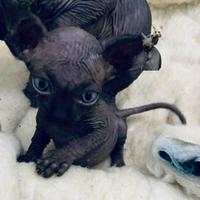 Sphynx disponibili in Liguria con pedigree
