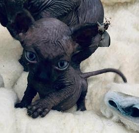 Sphynx disponibili in Liguria con pedigree
