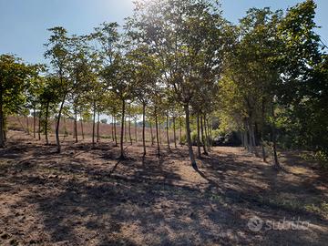 Terreno seminativo arboreo