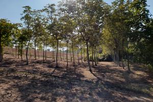 Terreno seminativo arboreo