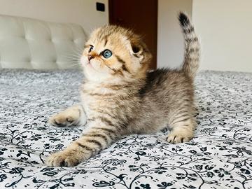 Scottish Fold Golden Tabby Cucciolo