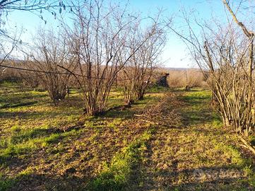 Lotto agricolo nocchieto