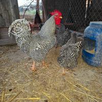 Galline amrock