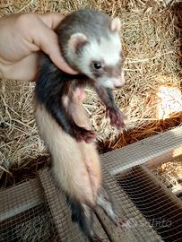 Furetta mastra