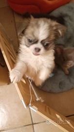 Chihuahua