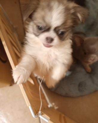 Chihuahua