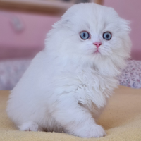 Highland fold & scottish fold & British