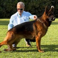 Pastore tedesco selezionato