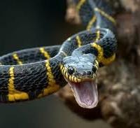 Pitone, Elaphe, Morelia, Serpenti, Rettili, Pogona