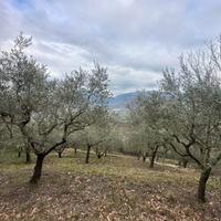 Terreno oliveto