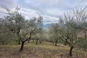 Terreno oliveto