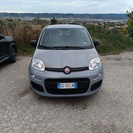 PANDA IBRIDA 